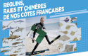 Requins, Raies et Chimères de nos côtes françaises