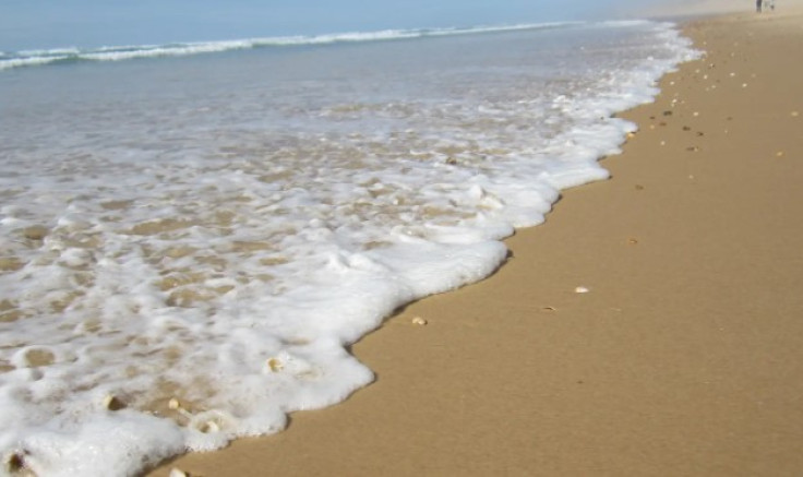 CDEBS31 : Sortie "Laisses de mer"