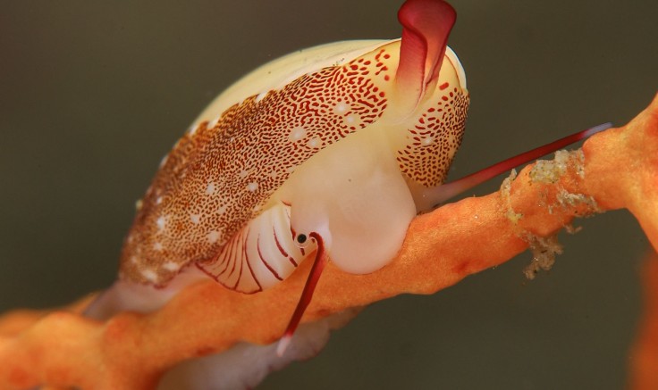 Macrographie et la photo raprochée animé